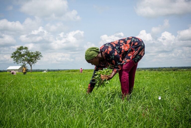 We are proud to bring the ancient, nutrient-rich super grain, Fonio, from our sustainable fields in West Africa to your table.