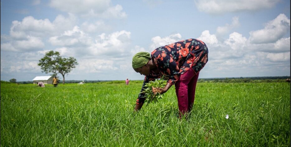 We are proud to bring the ancient, nutrient-rich super grain, Fonio, from our sustainable fields in West Africa to your table.