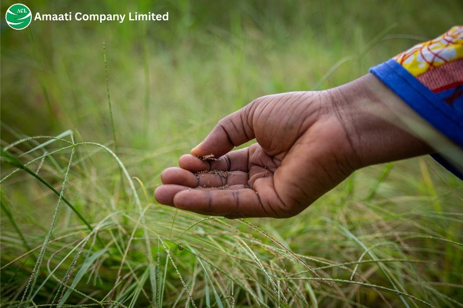 At Amaati Farms, we are the guardians of an ancient agricultural treasure Fonio.