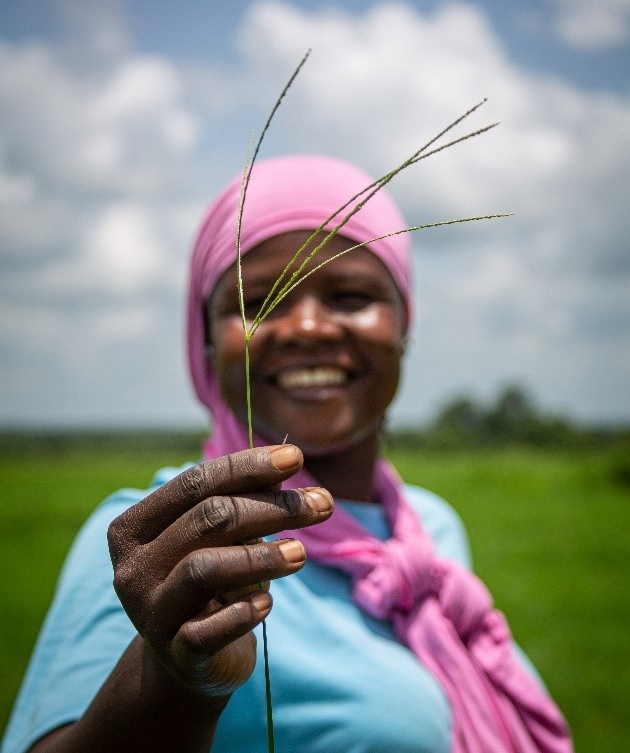 At Amaati Farms, we are the guardians of an ancient agricultural treasure Fonio.