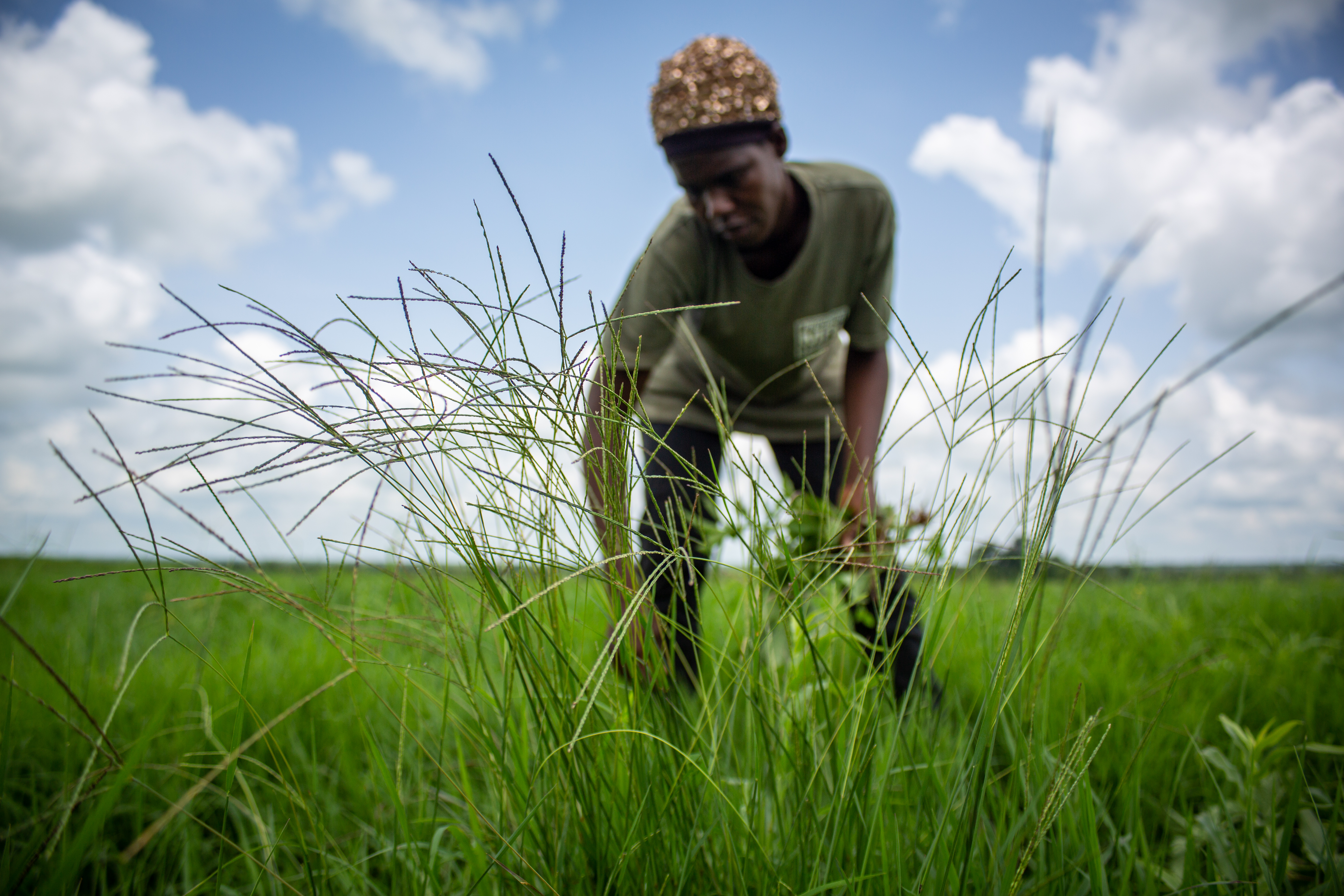 At Amaati Farms, we are the guardians of an ancient agricultural treasure Fonio.