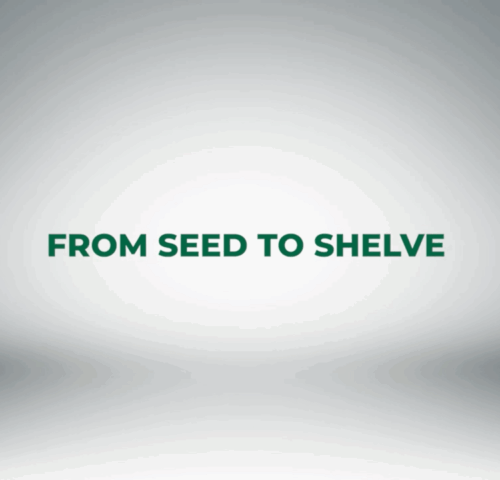 The Amaati Story, a story of resilience, a desire to see women in Northern Ghana economically empowered to own their lives and take better care of their children. Listen to how a small grain called #Fonio is changing lives…This is the #Amaati story!